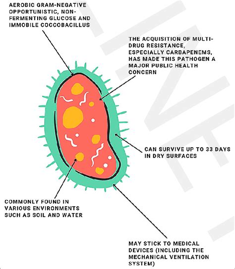 Characteristics of Acinetobacter baumannii | Download Scientific Diagram