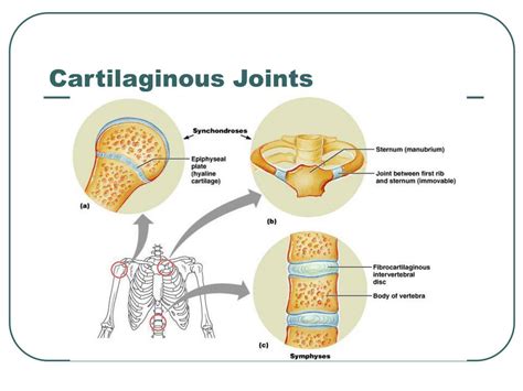 PPT - Overview Of Joint Movements PowerPoint Presentation, free ...