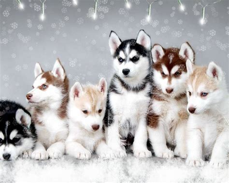 Cute Puppy Winter Wallpapers - Wallpaper Cave