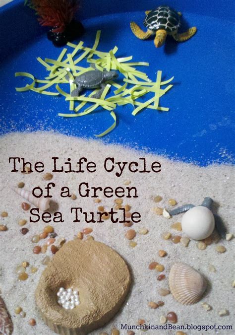 Sea Turtle Life Cycle Green Sea Turtle Life Cycles Ve - vrogue.co