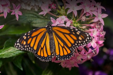 Monarch Butterfly | San Diego Zoo Animals & Plants