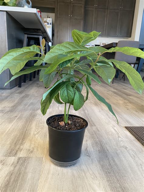 Repotting this 3 stemmed avocado tree - what pot size should I use ...