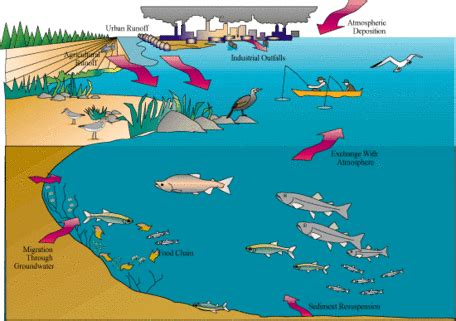 Health Effects of Pesticides in The Great Lakes