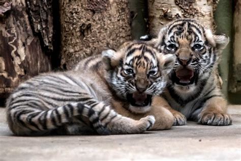 Prague zoo celebrate health of rare Malayan tiger cubs | New Straits ...