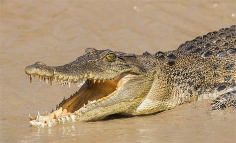Where to See the Saltwater Crocodiles of Darwin