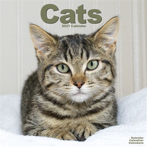 Cats Calendar, Cat Calendars | Pet Prints Inc