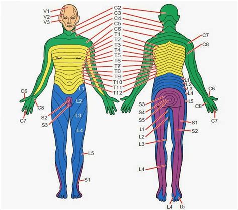 Dermatomes A Dermatome Is An Area Of Skin Which Is Chiefly Supplied By 69720 | The Best Porn Website