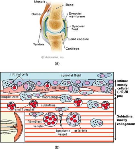 Synovial Membrane Diagram