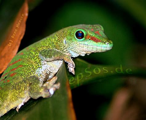Geckos and lizards are our best friends | epsos.de