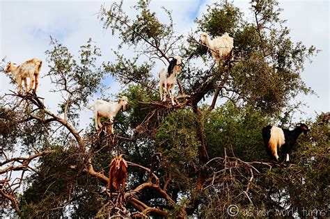 Goats in Trees | As Her World Turns