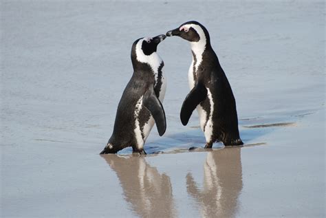 African Penguins in Cape Town - Jackass Penguin Colony at Boulders in Simon's Town