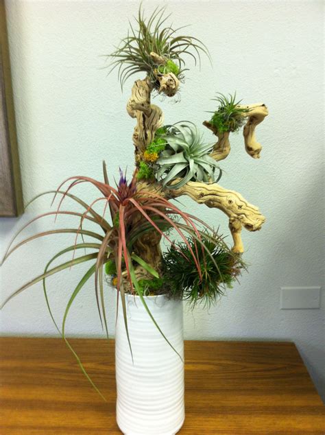 Air plant arrangement | Butterfly garden design, Air plants, Plants