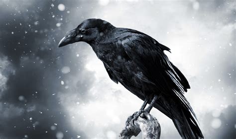 🔥 Download Crow Art Wallpaper by @kathleenclark | Crow Wallpapers, Sheryl Crow Wallpapers, Crow ...