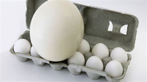 How Ostrich Eggs Compare To The Chicken Version