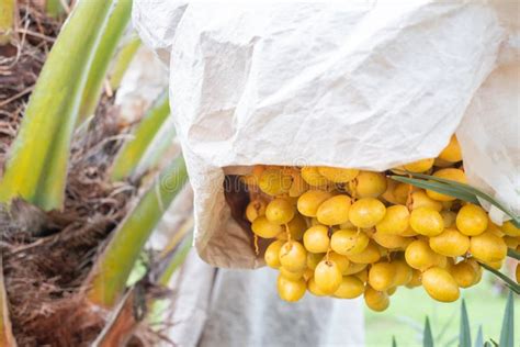 Barhi Dates Palm Yellow Fruits in the Bag on the Clusters in Organic ...