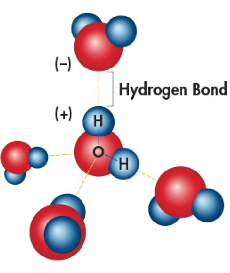 Download Hydrogen Bonding Is The Effect Of Water Molecules Attracted - 5 Cohesive Water ...