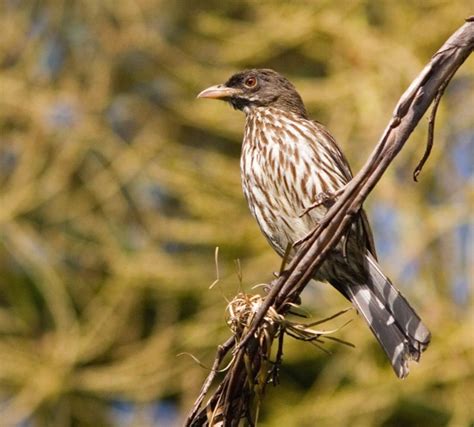 Palmchat: National Bird of Dominican Republic | Interesting facts about ...