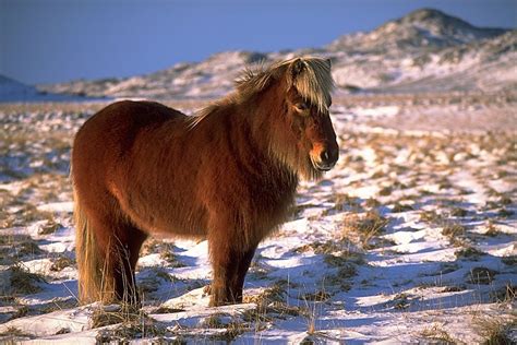 El caballo Islandés - Wakan