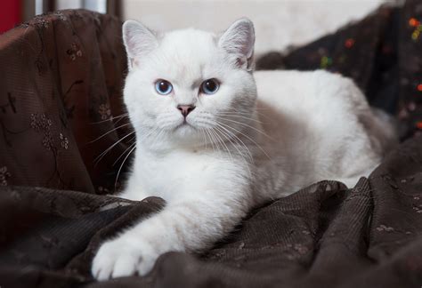 British Shorthair Cats For Sale | New York, NY #289011