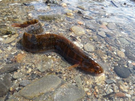 Rock gunnel (Nova Scotian Intertidal Species Guide) · iNaturalist Canada