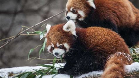 Lincoln Park Zoo's red panda cubs leaving Chicago - ABC7 Chicago