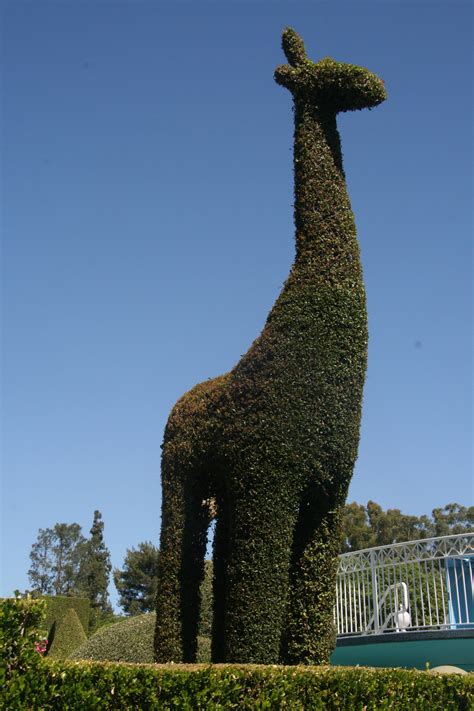 Disney Hedge Giraffe Free Stock Photo - Public Domain Pictures