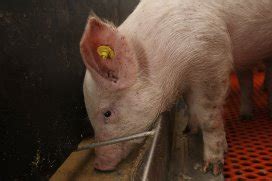 PigProgress - Are antibiotics needed in high health situations?