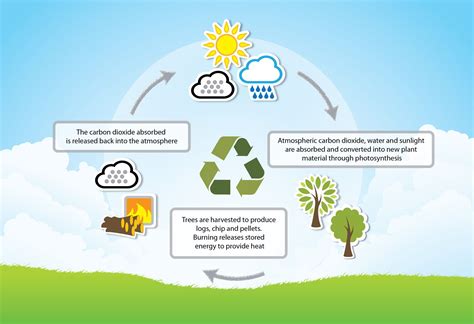 Biomass: A Renewable Energy Source or a Danger to the Environment ... | Renewable sources of ...