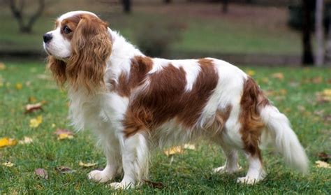 Top Five Myths About The Cavalier King Charles Spaniel