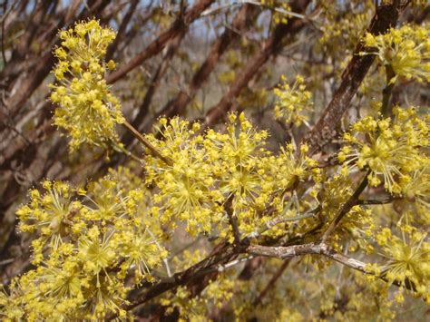 Cornus mas (Cornelia-Cherry, Cornelia-Cherry Dogwood, Cornelian Cherry, Cornelian Cherry Dogwood ...