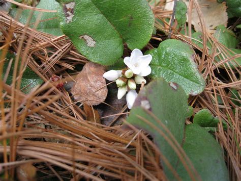 Plants and Stones: Early Arbutus Flowers