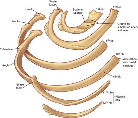 The Anatomy of the Ribs and the Sternum and Their Relationship to Chest Wall Structure and ...