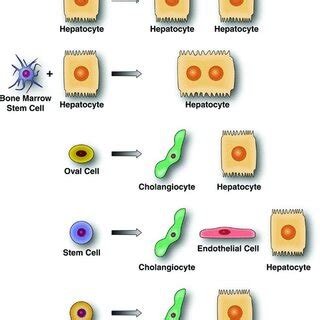 Possible sources of cells in the liver. A variety of cell types can be ...