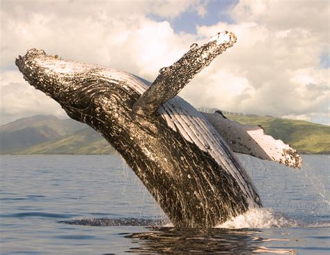 Maui Hawaii Tours| Discount Specials Maui Whale Watching on Luxury ...