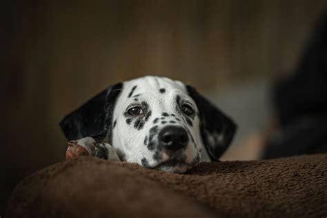 A Dog Lying Down · Free Stock Photo