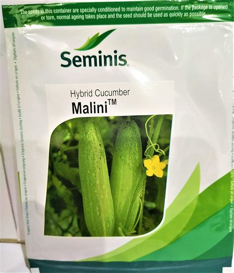 SEMINIS Cucumber Malini Hybrid (300 seeds) : Amazon.in: Garden & Outdoors