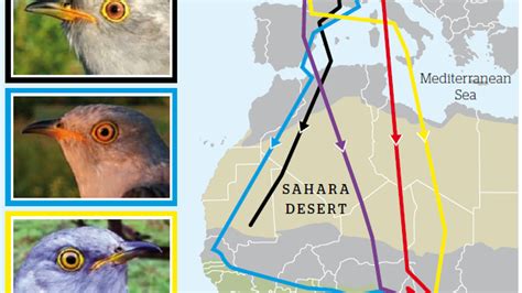 Cuckoo migration patterns are actually very interesting indeed | indy100 | indy100