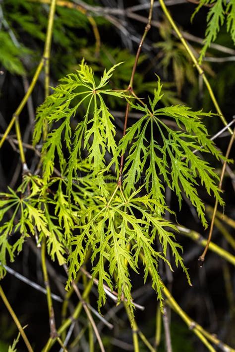 Green Laceleaf Japanese Maple Stock Photo - Image of branch, maple ...