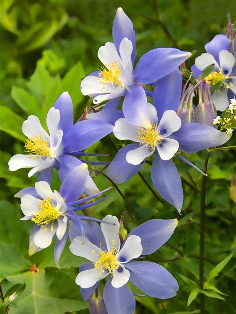 Cottage Garden Flowers | HGTV