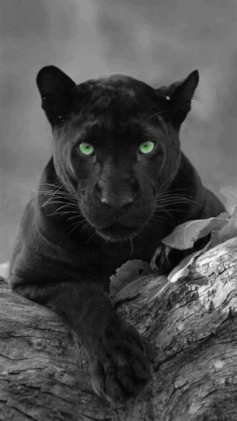 Pin de 👑🍀👑AnGềLiQuE💖 en ЗВЕРУШКИ (Gif) | Fotos de panteras, Panteras felino, Pantera