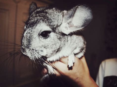 Chinchilla Breeds: A Guide To These Endangered Fluffy Rodents | Millennial