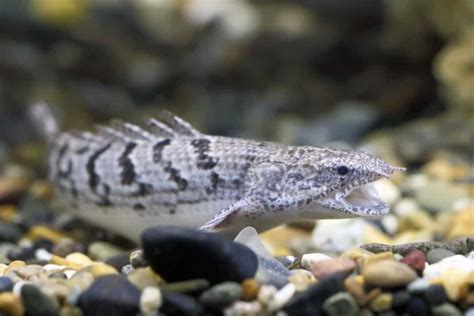 How To Best Care For A Senegal Bichir: Diet, Size, and More - Aquariadise