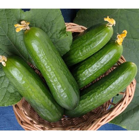 35 Best Cucumber Varieties You Can Grow At Home - Gardenoid