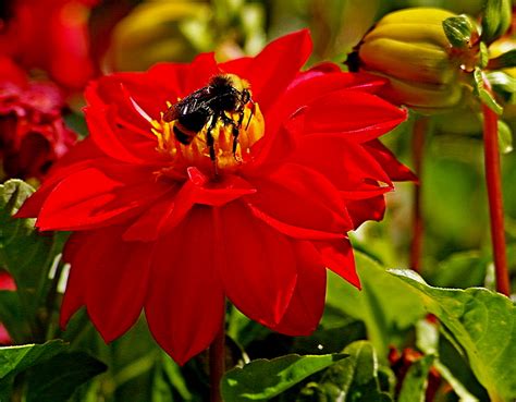 A pollinator doing his job. :)): Pentax K100D body with an SMC Takumar F 70-210mm lens. 1/320s ...