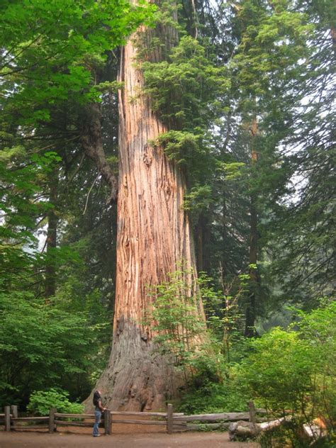 Happy Anniversary to Our State Tree | Save the Redwoods League