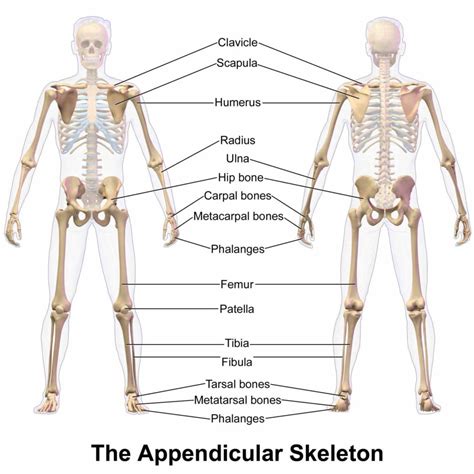 attachment and functions of upper the Appendicular Skeletal System ...