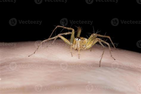 Yellow Lynx Spider 3768397 Stock Photo at Vecteezy