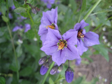 Parish’s Nightshade | Nature Collective