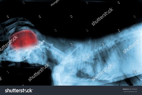 X Ray Skull Dog Have Red Stock Photo 291707843 | Shutterstock