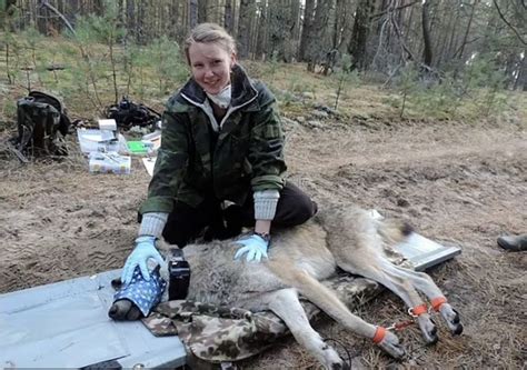 Chernobyl wolves develop cancer-defying genetic mutation